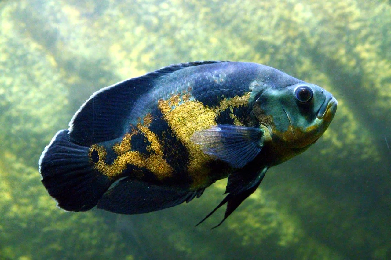 taramuri nelegiuite actori