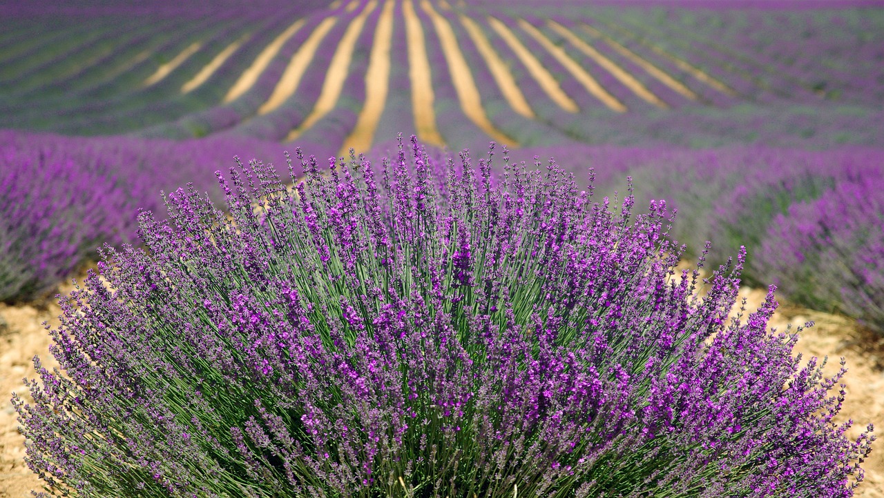 iubire cu parfum de lavanda actori